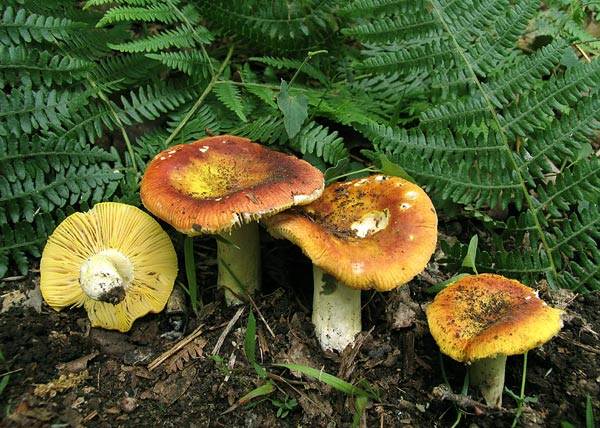  Image name: russula_aurea2.jpg 
 width: 600 pixel 
 height: 428 pixel 
 Size: 72498 bytes 
 Click to enlarge 